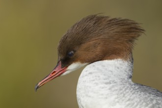 Goosander (Mergus merganser) adult female sawbill bird head portrait, England, United KIngdom