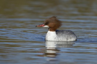 Goosander (Mergus merganser) adult female sawbill bird on a lake in winter, England, United KIngdom