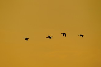 Goosander (Mergus merganser) four adult sawbill birds in flight silhouette at sunset in winter,