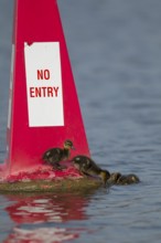 Mallard duck (Anas platyrhynchos) juvenile baby duckling birds on a no entry sign on a river in