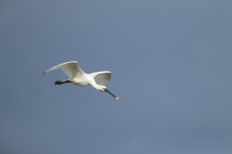 Eurasian spoonbill (Platalea leucorodia) adult bird in flight, RSPB Frampton marsh nature reserve,