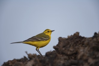 Yellow wagtail (Motacilla flava) adult bird on a farmland muck heap in spring, Suffolk, England,