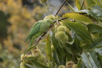 Ring-necked or Rose-ringed parakeet (Psittacula krameri) adult parrot bird in a Sweet chestnut