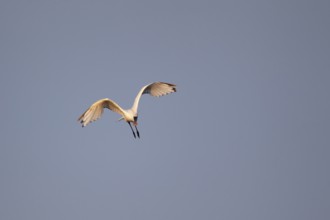 Eurasian spoonbill (Platalea leucorodia) adult bird in flight, RSPB Minsmere nature reserve,