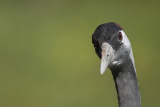 Common crane (Grus grus) adult bird head portrait, England, United KIngdom