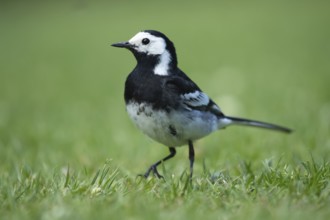 Pied wagtail (Motacilla alba) adult bird walking on a garden grass lawn, England, United KIngdom