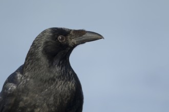 Carrion crow (Corvus corone) adult corvid bird head portrait, England, United KIngdom