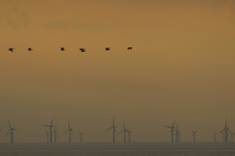 Great cormorant (Phalacroccorax carbo) adult birds flying in formation over the sea silhouette at