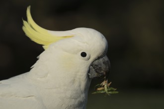 Sulphur-crested cockatoo (Cacatua galerita) adult bird head portrait, Sydney, Australia