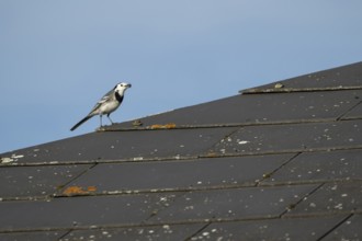 Pied wagtail (Motacilla alba) adult bird with an insect for food in its beak on an urban building