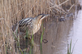 Eurasian or Great bittern (Botaurus stellaris) adult heron bird on the edge of a reed bed, RSPB