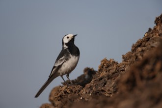 Pied wagtail (Motacilla alba) adult bird on a farmland muck heap in spring, Suffolk, England,