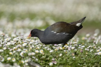 Moorhen (Gallinula chloropus) adult bird walking across a daisy flower filled meadow in spring,