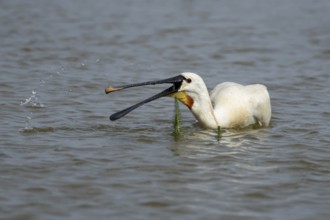 Eurasian spoonbill (Platalea leucorodia) adult bird feeding in a shallow lagoon in summer, RSPB