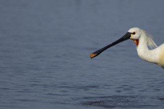 Eurasian spoonbill (Platalea leucorodia) adult bird in a shallow lagoon, RSPB Minsmere nature