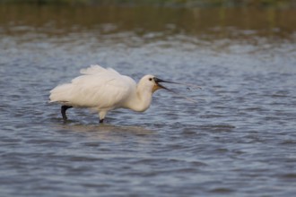 Eurasian spoonbill (Platalea leucorodia) adult bird feeding on a fish in a shallow lagoon in
