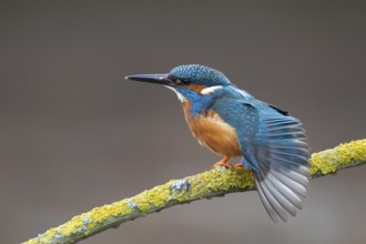 Common kingfisher (Alcedo atthis) adult male bird stretching its wing on a tree branch, England,