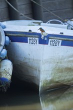 Common kingfisher (Alcedo atthis) adult female bird on a small boat in a harbour in winter,