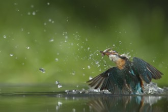 Common kingfisher (Alcedo atthis) adult female bird emerging from the water of a river with a