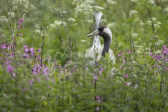 Common crane (Grus grus) adult bird in a marshland with pink flowers in spring, England, United