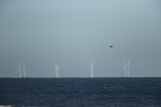 Great cormorant (Phalacroccorax carbo) adult bird flying over the sea with wind turbines of an