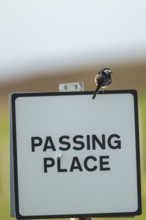 Pied wagtail (Motacilla alba) adult bird on a road sign, Scotland, United KIngdom