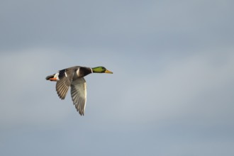 Mallard duck (Anas platyrhynchos) adult male bird in flight, England, United KIngdom