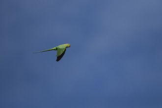 Ring-necked or Rose-ringed parakeet (Psittacula krameri) adult parrot bird flying, London, England,