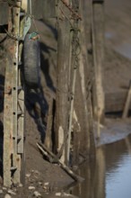 Common kingfisher (Alcedo atthis) adult female bird on a tyre on a harbour wall in winter, Norfolk,