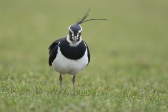 Northern lapwing or Green plover (Vanellus vanellus) adult wading bird on a grass field, RSPB
