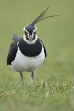 Northern lapwing or Green plover (Vanellus vanellus) adult wading bird on a grass field, RSPB