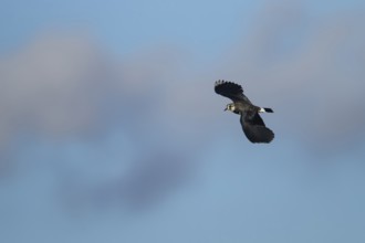 Northern lapwing or Green plover (Vanellus vanellus) adult wading bird in flight, England, United