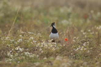 Northern lapwing or Green plover (Vanellus vanellus) adult wading bird in an arable farmland field