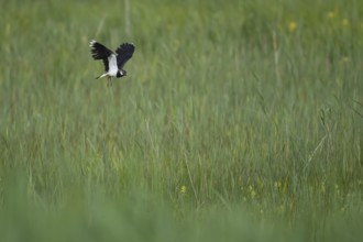Northern lapwing or Green plover (Vanellus vanellus) adult wading bird in flight over a reedbed in