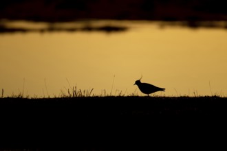 Northern lapwing or Green plover (Vanellus vanellus) adult wading bird on a grass bank silhouette