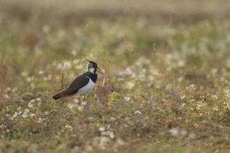 Northern lapwing or Green plover (Vanellus vanellus) adult wading bird calling in an arable