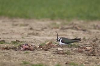 Northern lapwing or Green plover (Vanellus vanellus) adult wading bird on a nest in an arable