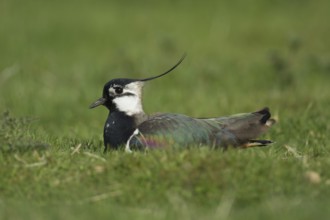 Northern lapwing or Green plover (Vanellus vanellus) adult wading bird on an upland meadow in