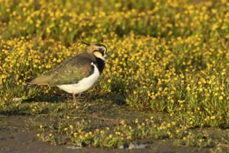 Northern lapwing or Green plover (Vanellus vanellus)adult wading bird standing amongst yellow