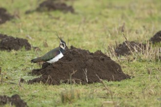 Northern lapwing or Green plover (Vanellus vanellus) adult wading bird on a mole hill, England,