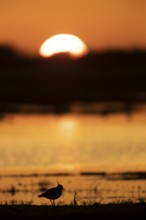 Northern lapwing or Green plover (Vanellus vanellus) adult wading bird on a grass bank silhouette