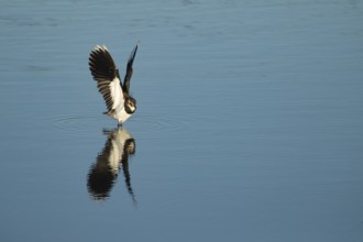 Northern lapwing or Green plover (Vanellus vanellus) adult wading bird landing in a shallow lagoon,
