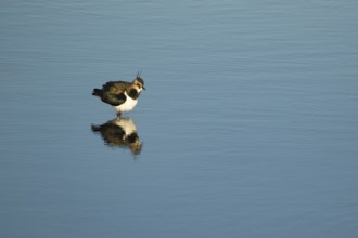 Northern lapwing or Green plover (Vanellus vanellus) adult wading bird in a shallow lagoon,
