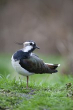 Northern lapwing or Green plover (Vanellus vanellus) adult wading bird in a grass field, England,