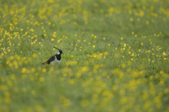 Northern lapwing or Green plover (Vanellus vanellus) adult wading bird on a grass meadow with