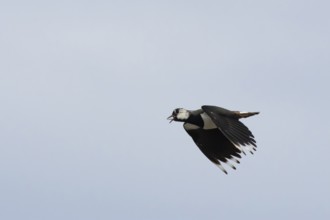 Northern lapwing or Green plover (Vanellus vanellus) adult wading bird calling in flight in spring,