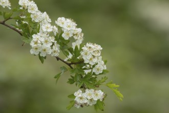 Hawthorn (Crataegus monogyna) blossom flowers on a tree branch in spring, Suffolk, England, United