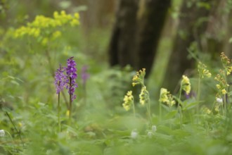 Early purple orchid (Orchis mascula) two wildflower flower spikes in a spring woodland, Suffolk,