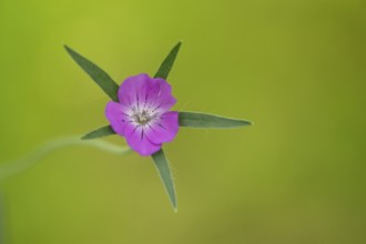 Common corncockle (Agrostemma githago) single wildflower flower in summer, Suffolk, England, United