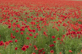 Common field poppy (Papaver rhoeas) red wildflower poppies flowers in a poppyfield, Suffolk,